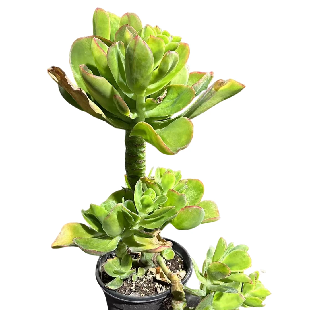 精品多肉 柠檬玫瑰