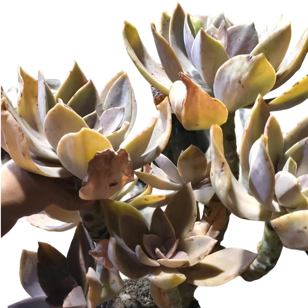 精品多肉太妃糖