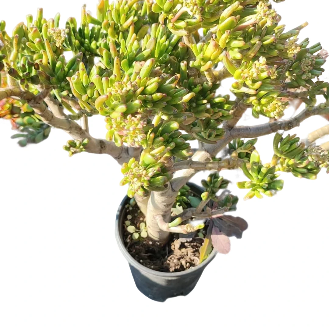 精品多肉 吸财树【好看好养】