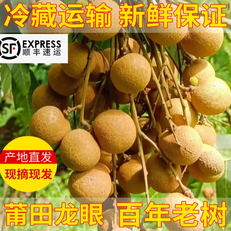 福建莆田龙眼27MM大果新鲜桂圆当季水果脆甜当天现摘现发顺丰包邮
