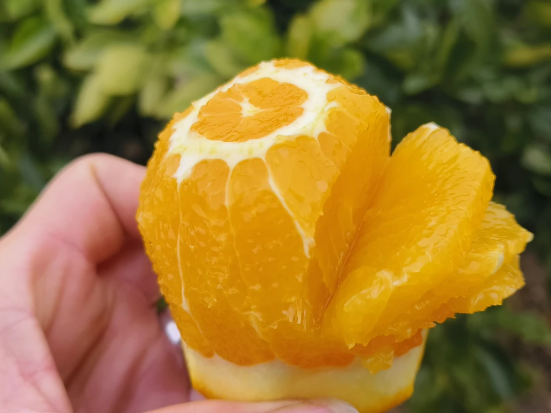 宜昌市纽荷尔脐橙当季现摘清甜多汁阳光充足