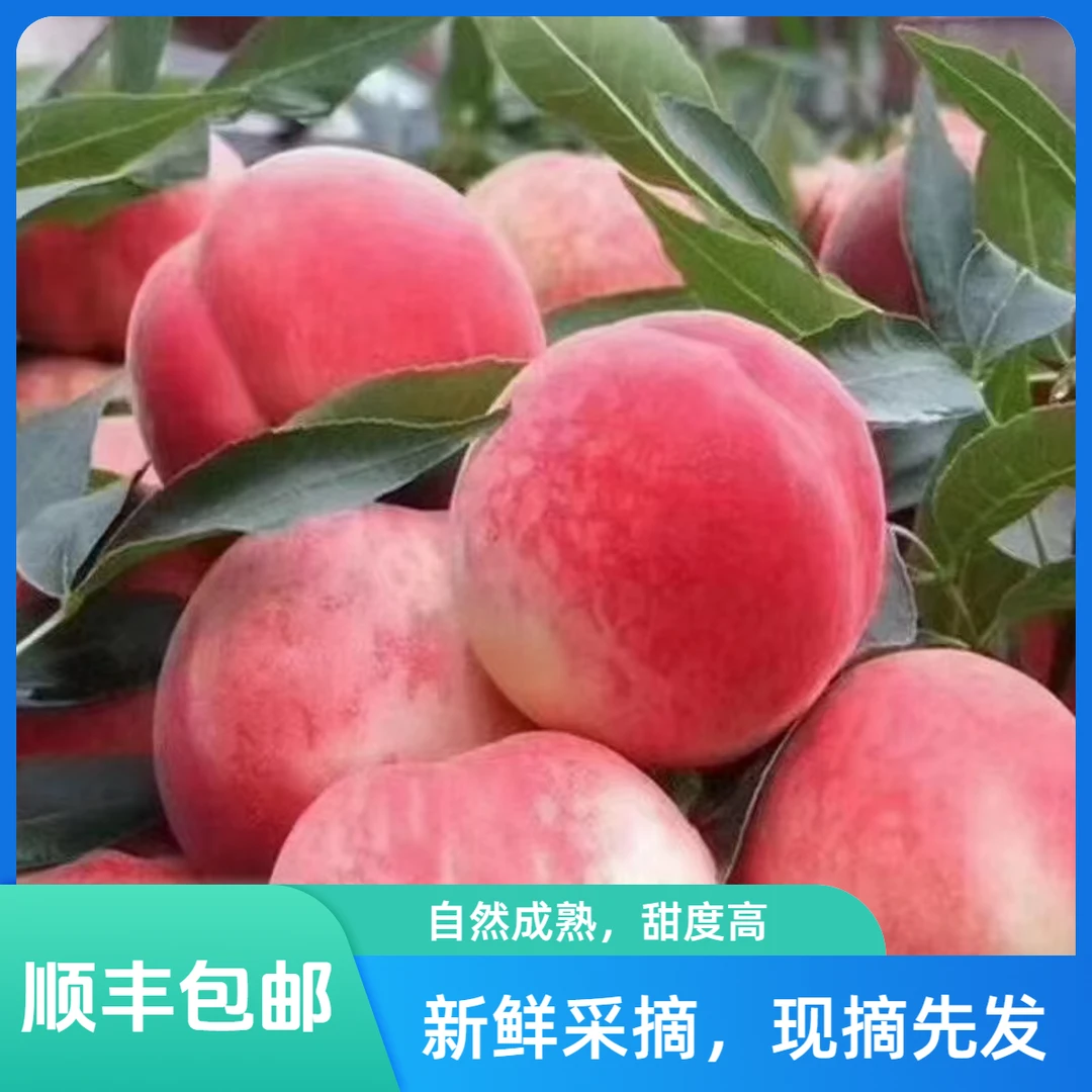 【甘肃省外】天水秦安蜜桃仓房早生脆甜水蜜桃果园新鲜夏日尝鲜