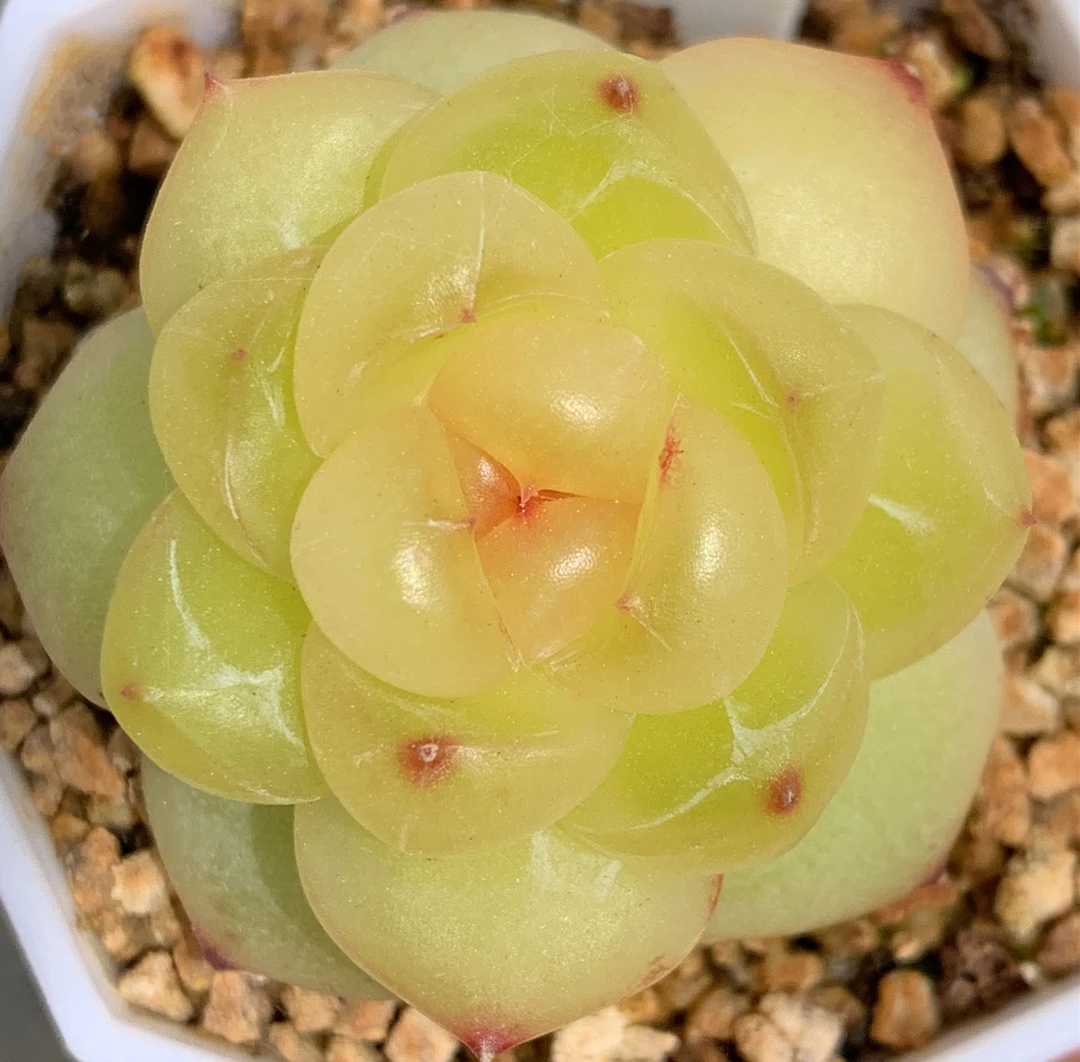 十三号链接  j214-j228 框拍 1/21 周二 多肉 讲解点击封面图