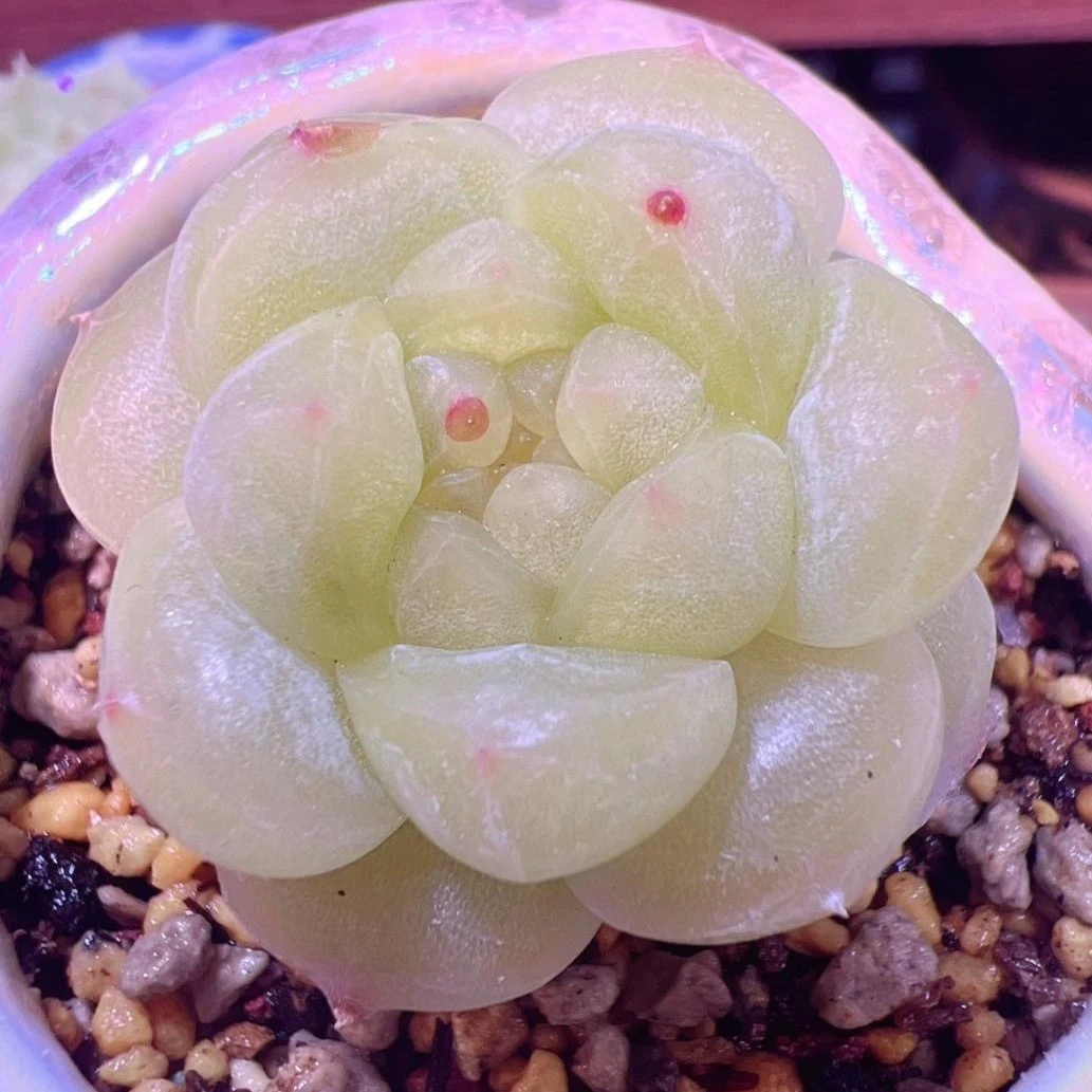 十号链接 j151-j173 框拍 1/21 周二 多肉植物 讲解点击封面图