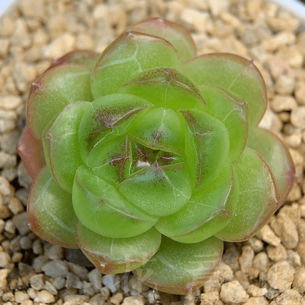 十号链接 x129-x143 框拍 7/20 周六 多肉植物 讲解点击封面图