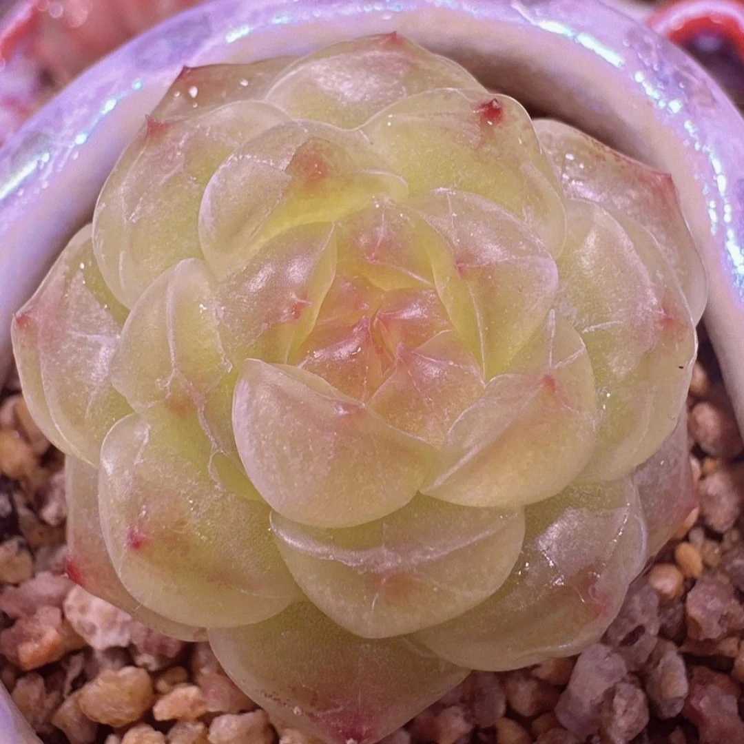 七号链接 q086-q097 框拍 2/2 周日 多肉植物 讲解点击封面图