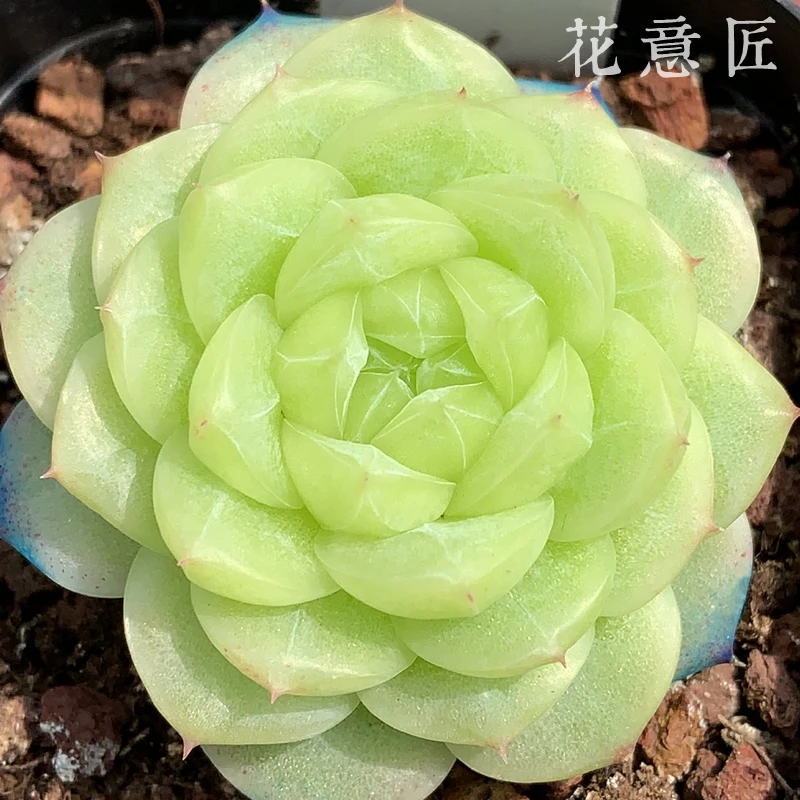 十五号链接 u221-u241 框拍 2/25 周二 多肉植物讲解点击封面图