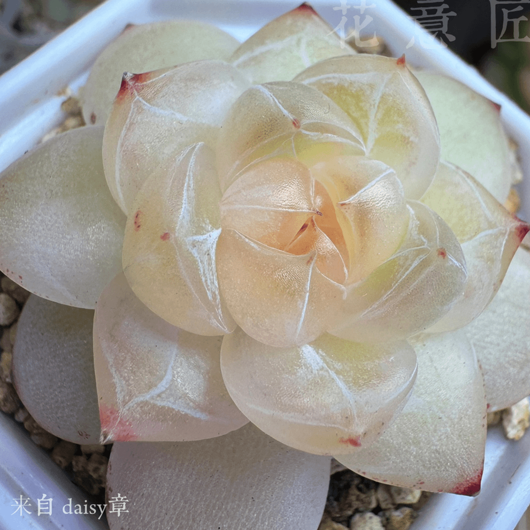 四号链接 z019-z032 框拍 7/25 周四 多肉植物 讲解点击封面图