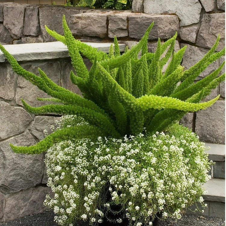 狐尾天门东盆栽多年生常绿草本植物花园观叶绿植耐寒花卉四季常青