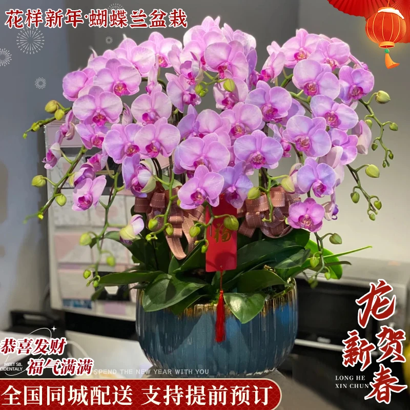 【喜迎福运】蝴蝶兰盆栽真花卉开业乔迁新家鲜花直播同城花店配送