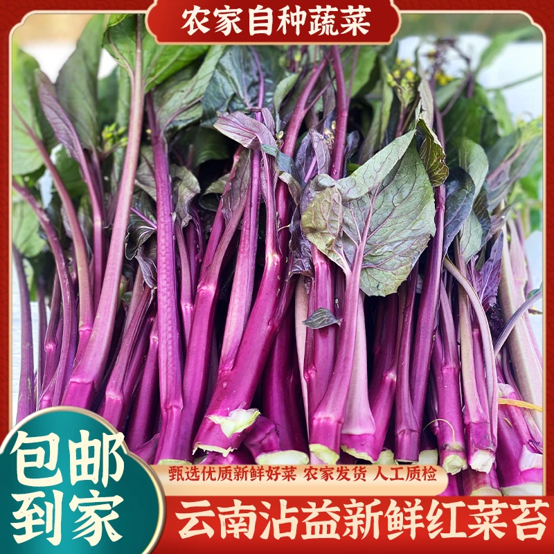 云南高原新鲜红菜苔 紫芥蓝 现摘现发农家露天当季蔬菜 包邮