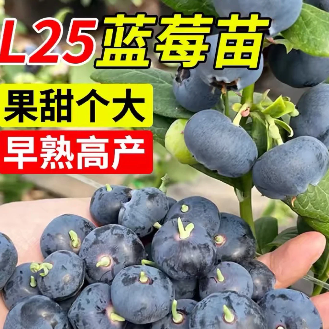 大果蓝莓 直播间一物一拍 阳台 庭院 绿植 种植 多年生 丰产植物