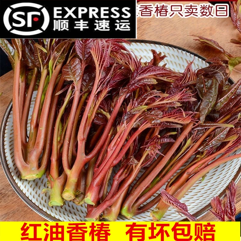 【顺丰】现摘新鲜红芽香椿芽露天农家红油香椿 椿颠