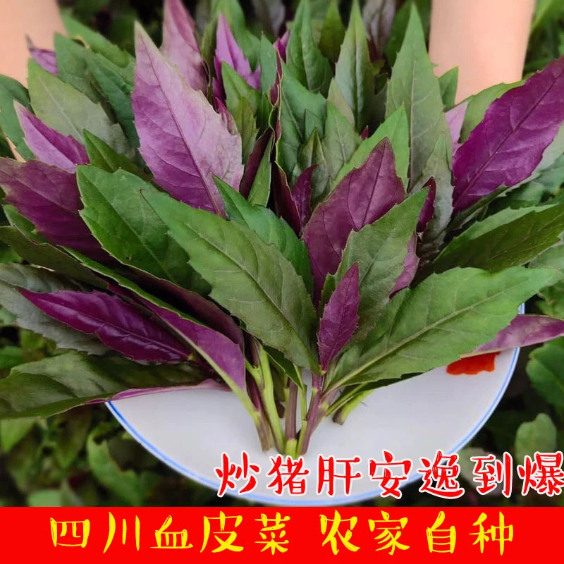 四川血皮菜紫背菜观音菜2/3/4/5斤