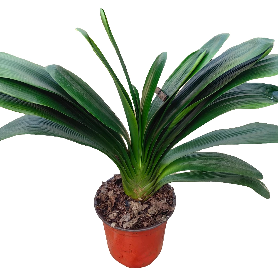 2棵君子兰12片叶以上当年开花室内栽培绿植花卉微瑕疵（裸根发货）