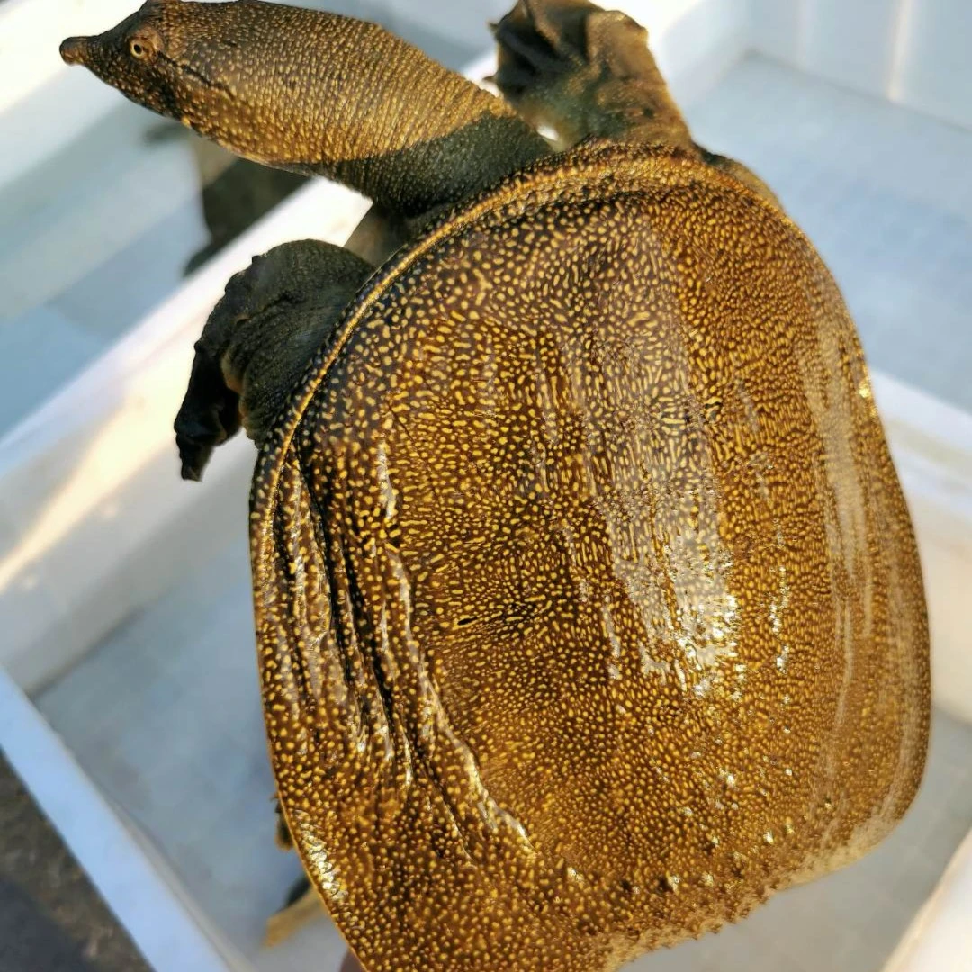 甲鱼  珍珠甲鱼可食用 3-15斤活寄