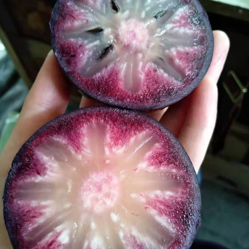 3Q紫皮牛奶果嫁接苗