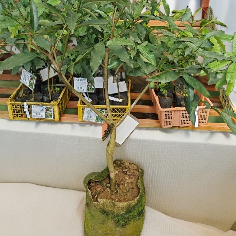 黄金山竹嫁接结果树