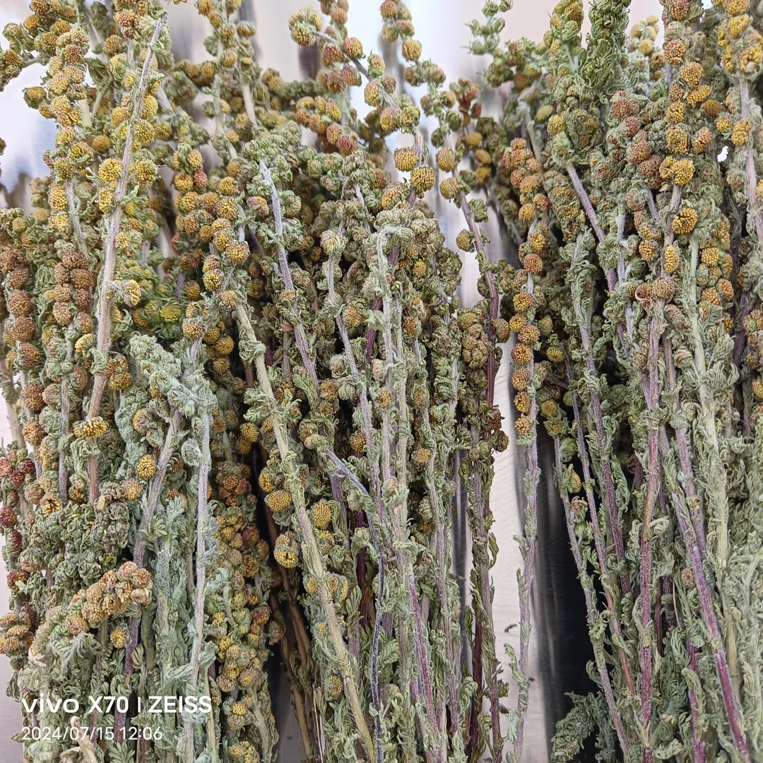 大草原上的,红 一 字 蒿。(一把70克左右)