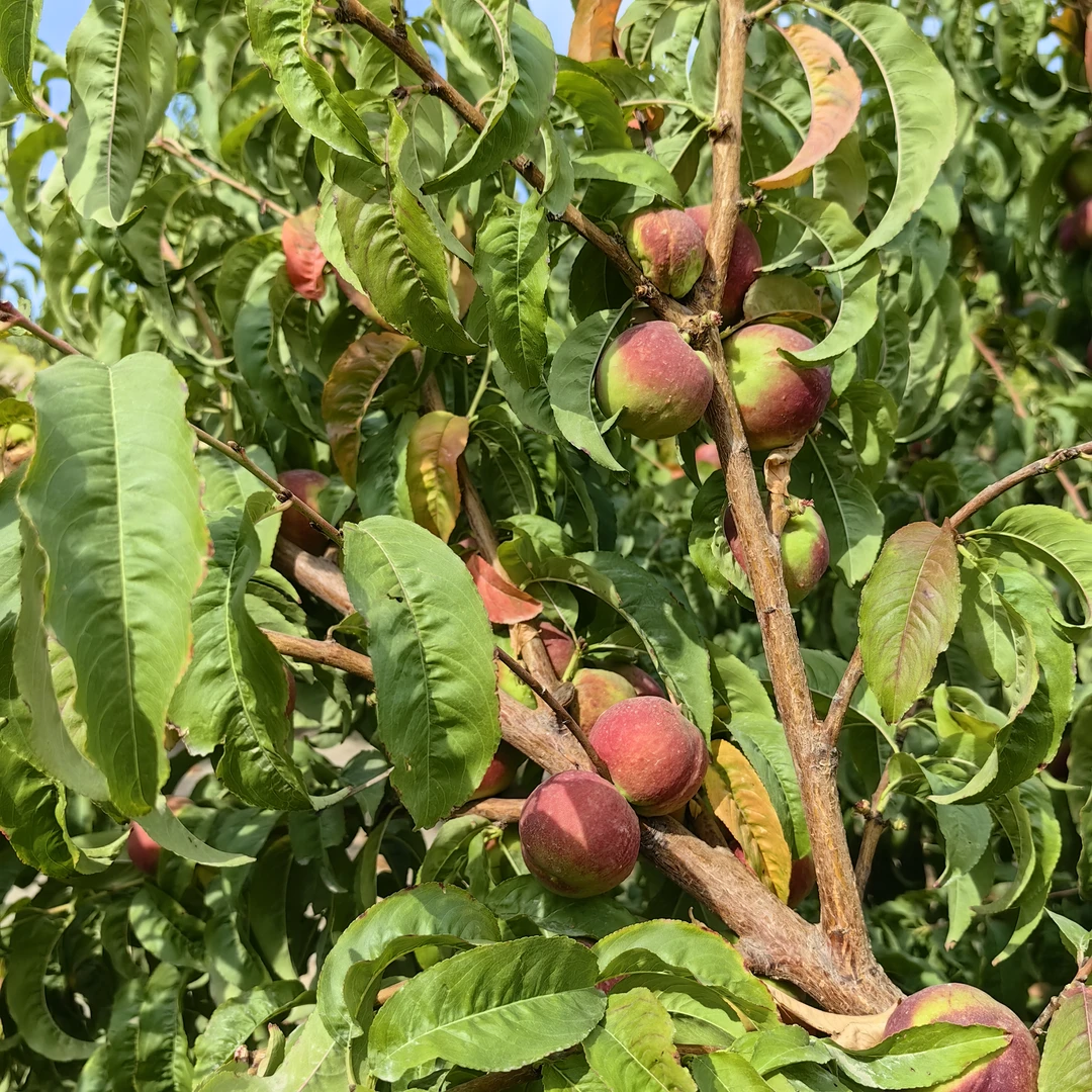 哈密苦桃子，香甜多汁，多了一丝丝苦味儿。