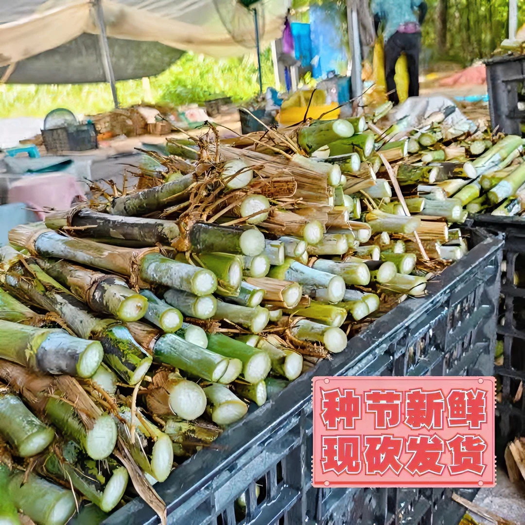 甜象草3号无毛优质种节新型皇竹草巨菌草精选品质牛羊饲料猪饲料