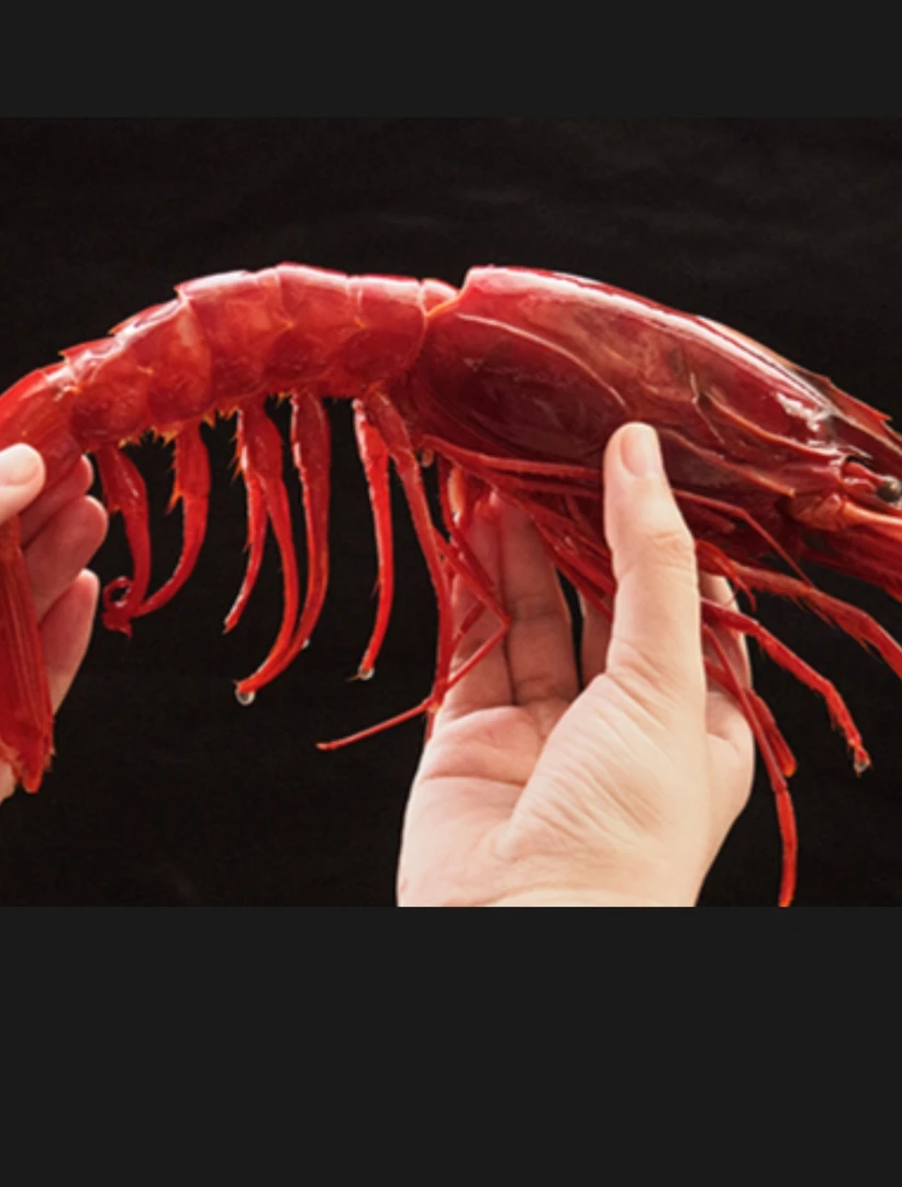 特大红魔虾，深海生长个别腮处有泥沙属正常现象介意慎拍