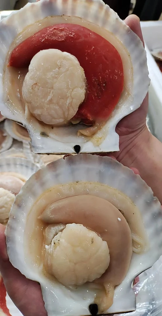 超大半壳夏夷贝，刺身级别，或蒸（红黄白黄混搭）