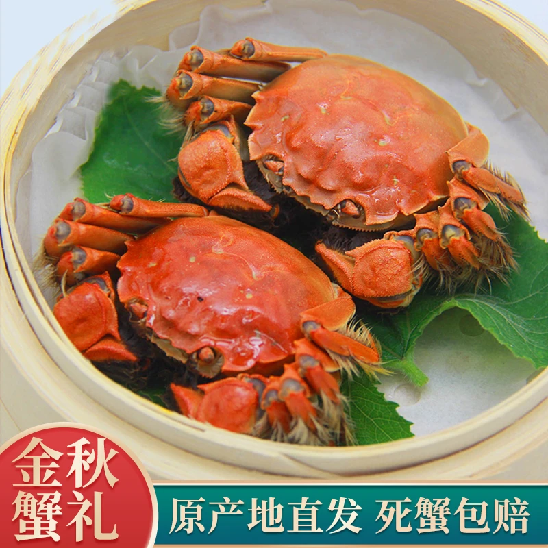 【全母活蟹】大闸蟹2.6-2.3两 8/10只 淡水螃蟹 鲜活礼盒现发