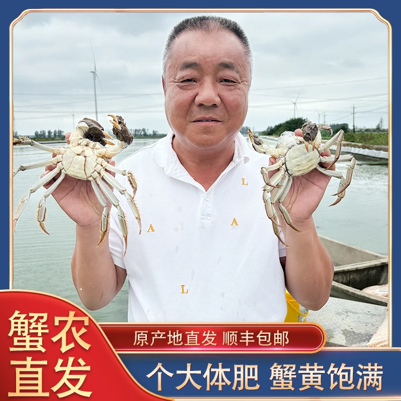【公母活蟹】大闸蟹公（4.1-3.8两）母（3.1-2.8两）4/5对共8/10只螃蟹