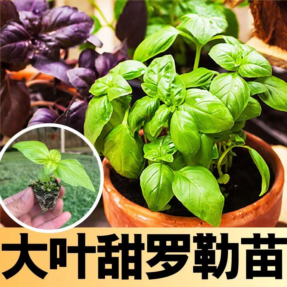 【罗勒苗】九层塔种苗大叶罗勒苗阳台盆栽香草蔬菜苗驱蚊草荆芥苗
