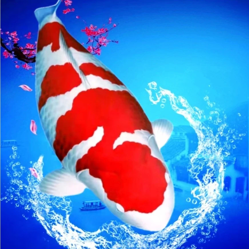 淡水中高端三四选留养精品小锦鲤抄红白色三色观赏鱼活体发货包邮