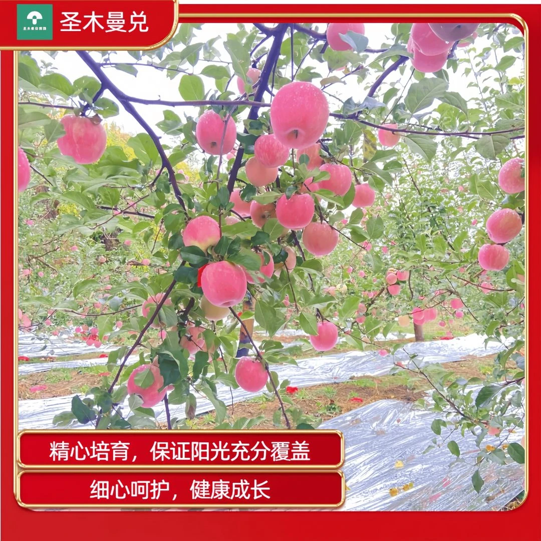 [2025新果] 延安山地红富士苹果 脆甜多汁 果农直发 精选