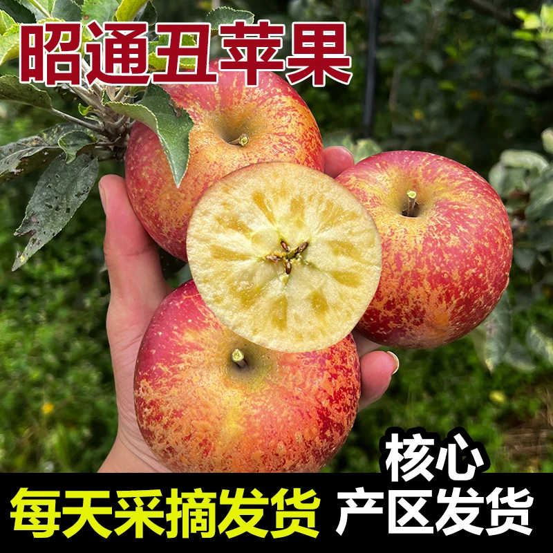 云南昭通丑苹果5斤应当季正宗冰糖心现摘苹果红富士萍果新鲜水果