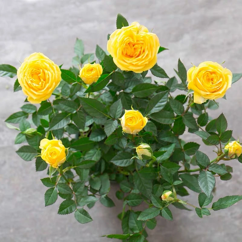 棒棒糖黄金巴比伦月季花盆栽玫瑰花苗花卉四季开花