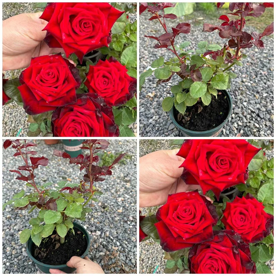 黑金月季花苗四季开庭院阳台玫瑰花盆栽花卉