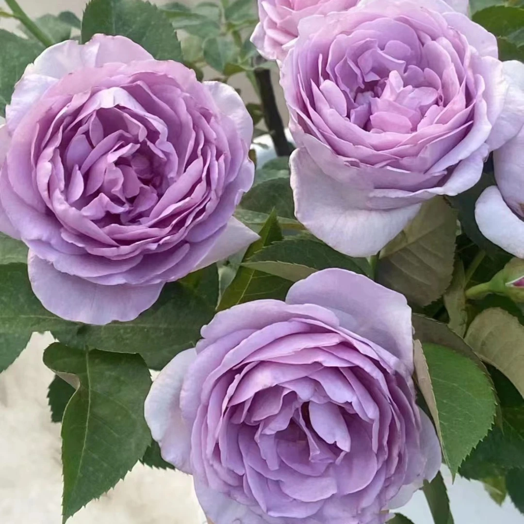 月季蓝色风暴花苗花卉盆栽耐寒耐热花卉