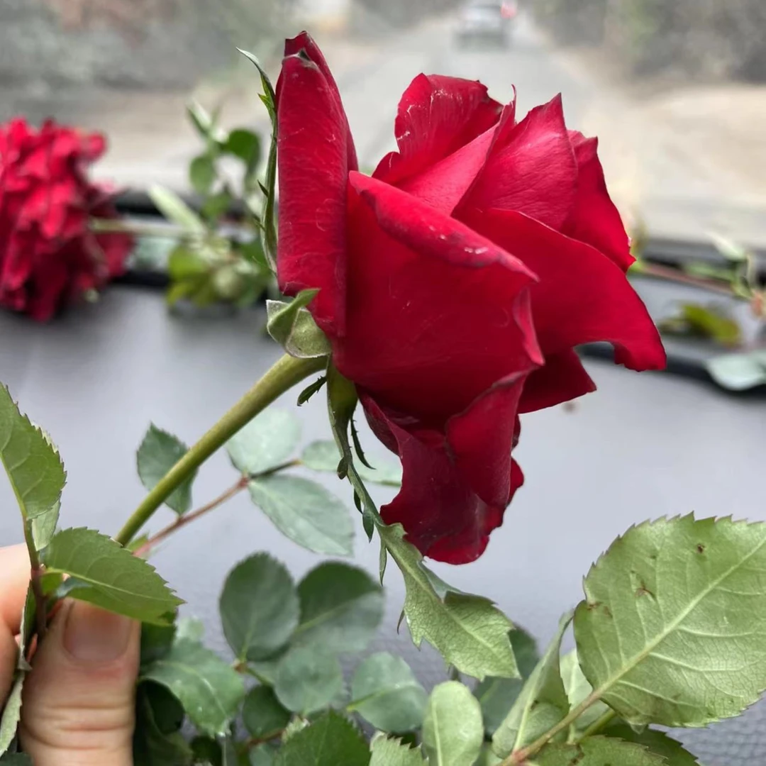 庭院盆栽（红丝绒）月季花苗大花多头月季多季开花种植养护