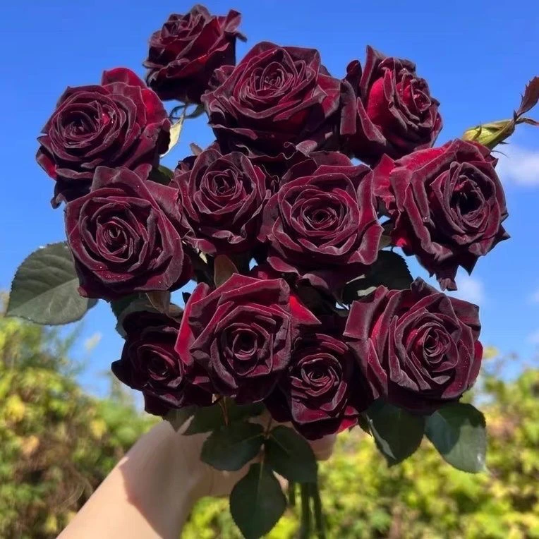黑巴克玫瑰月季花丝绒质感强暗红色四季开阳台庭院花卉绿植物