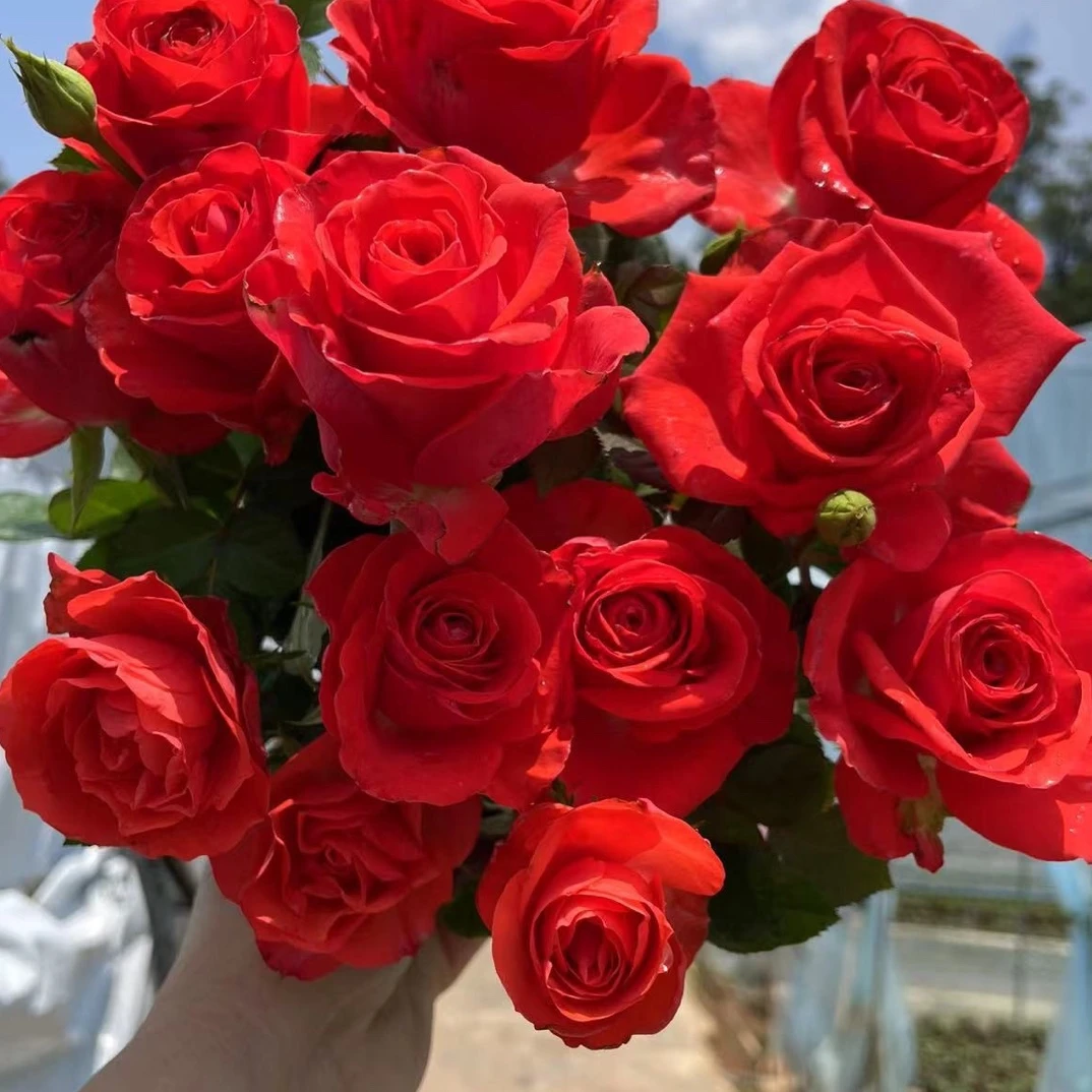 夕阳果冻多头玫瑰精品欧洲月季玫瑰大花植物室内外阳台盆栽种植