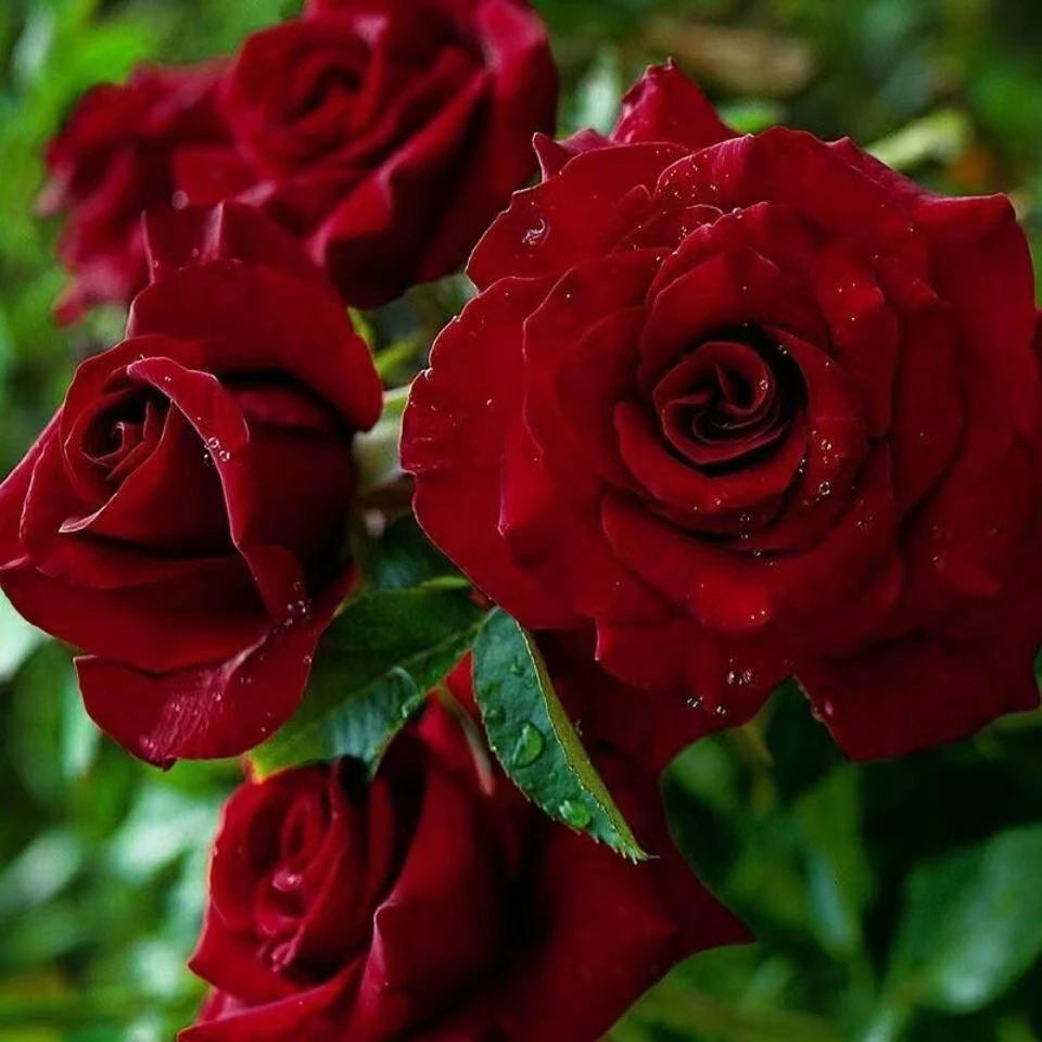 1红苹果丝绒质感月季花苗四季开红色大花庭院阳台玫瑰花盆栽花卉