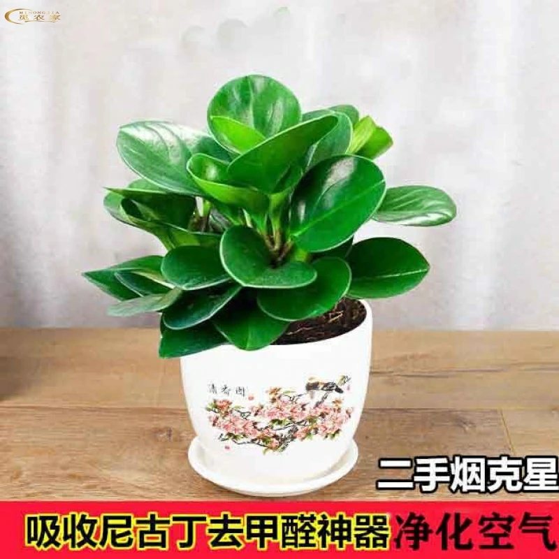 四季常青吸二手烟豆瓣绿盆栽净化空气室内桌面绿植花卉去甲醛迷你
