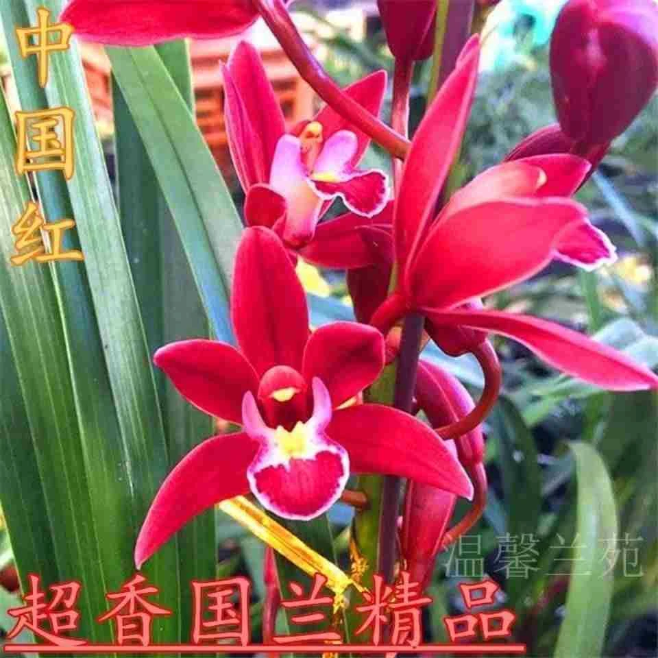浓香兰花盆栽墨兰企黑报岁兰宽叶兰花苗素心白墨客厅阳台绿植花卉