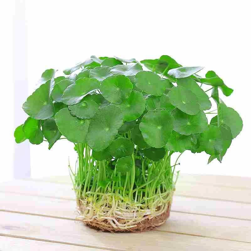 【推荐】草钱室内盆栽花卉植套餐绿盆景金钱草吊兰H0927163净化铜