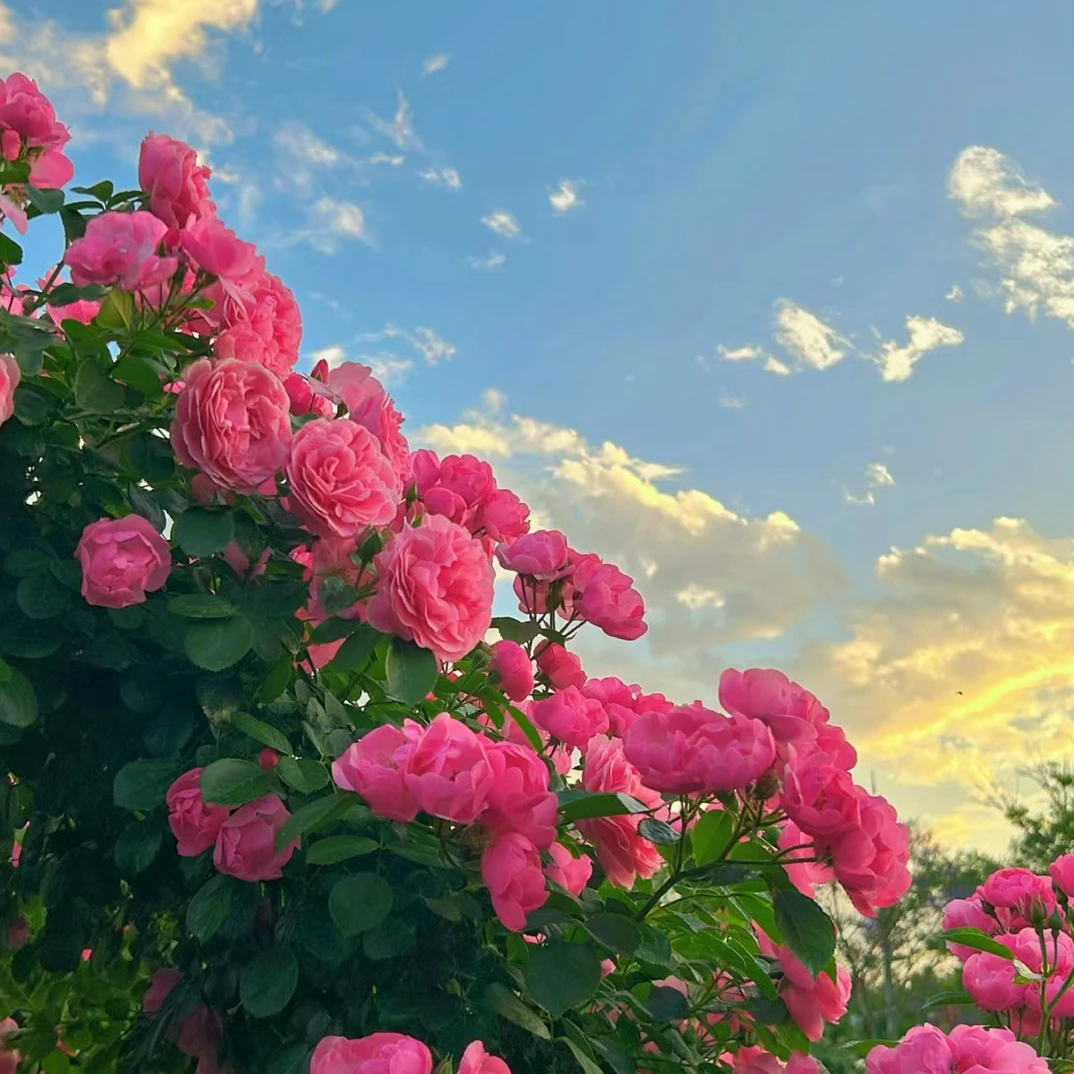 【直播间专享月季一物一拍】月季花
