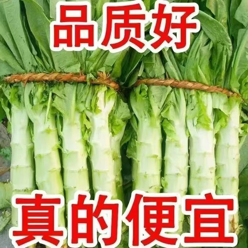 山东新鲜莴笋莴苣产地直销新鲜蔬菜农产品食品嫩莴笋