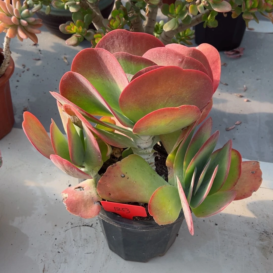 夏*@1253唐印多肉植物