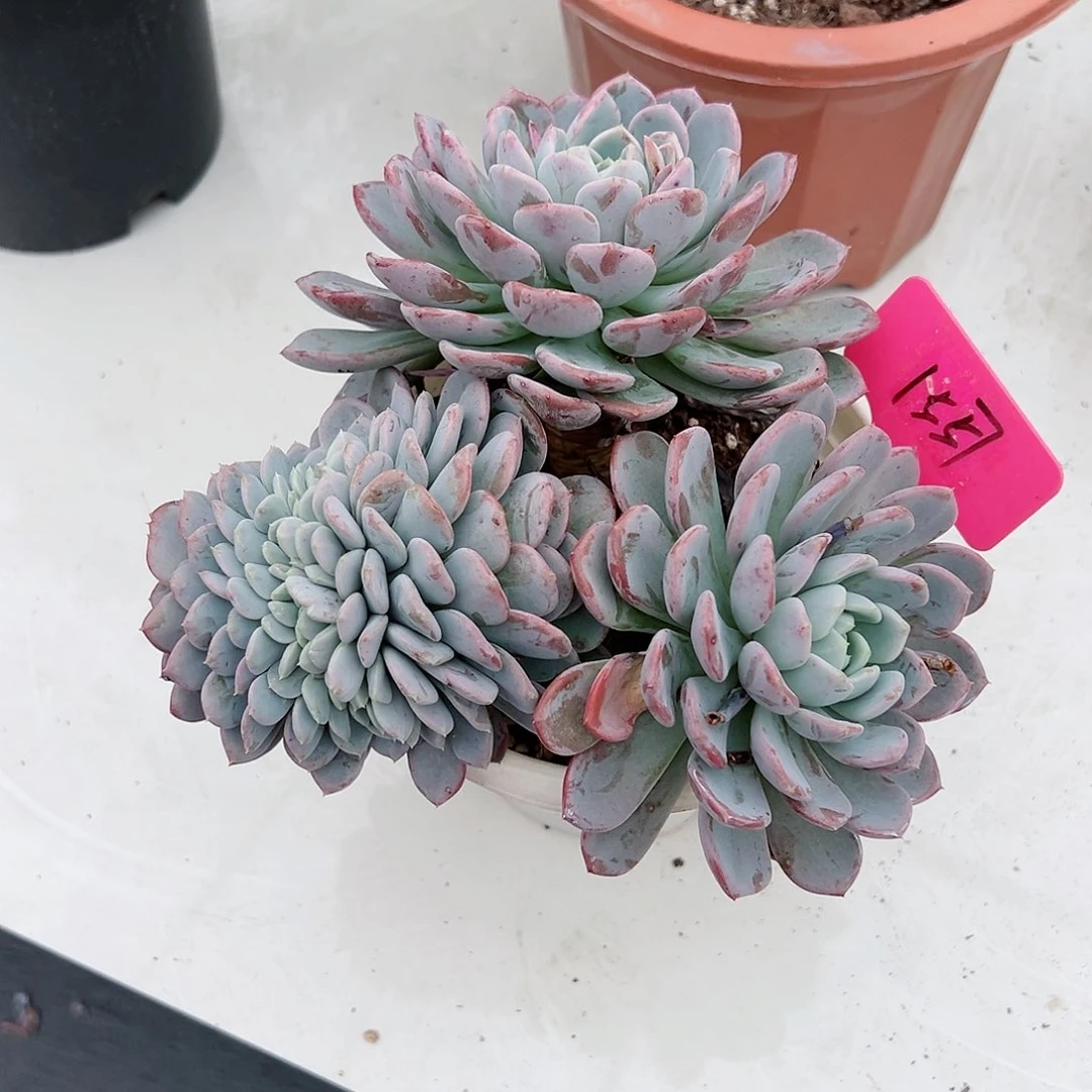 爱****@1557玛瑙缀多肉植物