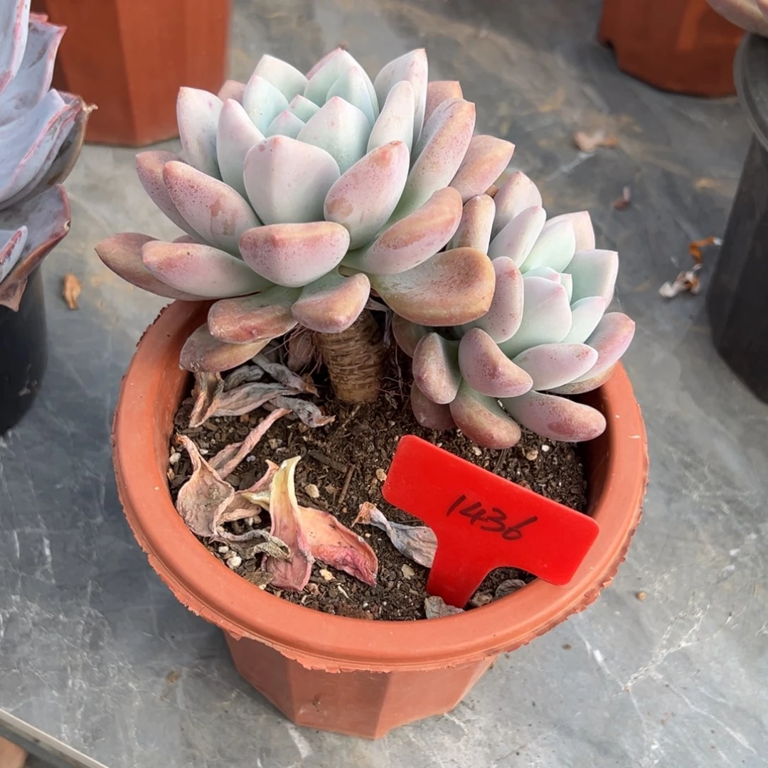 ****1436奥普多肉植物