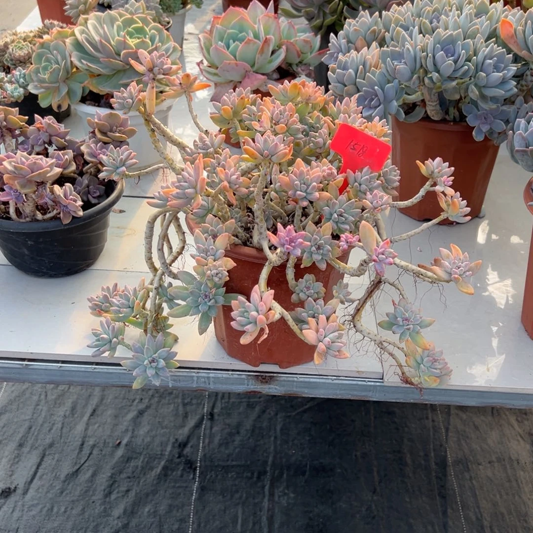 梦*1518秋丽多肉植物