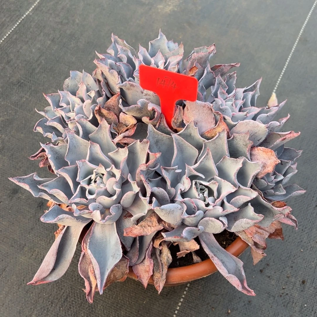 梦*1474晚霞多肉植物